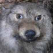 Света Шумовая