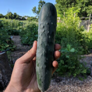cucumber