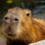 capibara