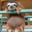 Baby Sloth