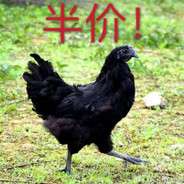 把把起野牛三天大地球