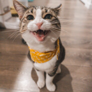 喜欢喵喵叫的咪酱