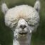 LlamaOverload