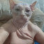 фрик оувэнс