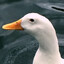 SgtDucko