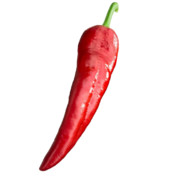 SimplySpicy avatar