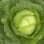 Cabbage___