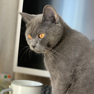 花自飘零水自流