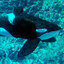 Tilikum