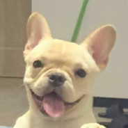 dogking（赢不了）