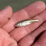 ittybittyfishy