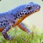 Alpine Newt