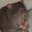 EPIC_SAX_RAT