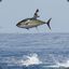 flying tuna