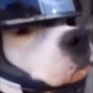 El Perro Motociclon