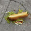 Tragedia