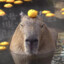 Capybara