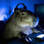 Beefycapybara53