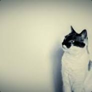 PANCAKE_AMI CSGOFAST.RU