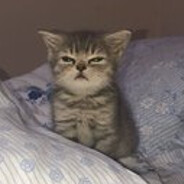 Kadse avatar
