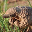 Pangolin