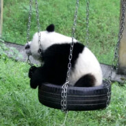Panda on Swing