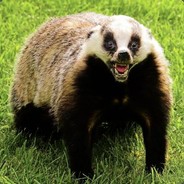 Barry the Badger
