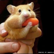 [Na'Vi]T_A_S_H_E_R