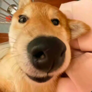 枪枪爆头好运连连