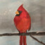 Cardinal