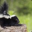 LIL SKUNK