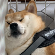 勇敢牛牛不怕困难