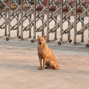 今晚十点桥头见