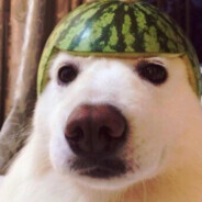 Melon Dog