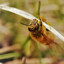 beeswithstingerss