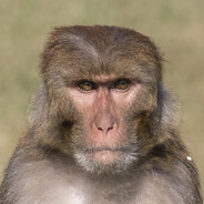 weeded_macaque