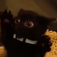 мистер завоз