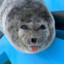 TheSillySeal