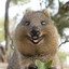 Quokka