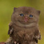 I love Meowl :)