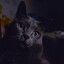 InsaneMeow