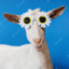 Kecske [The Goat]