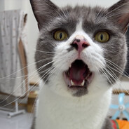 阮阮也太厉害了叭