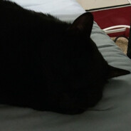 无糖全麦黑色大列巴