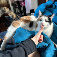 Catman