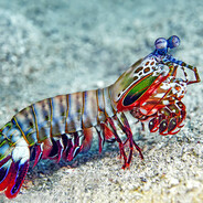 Mantis Shrimp