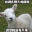 是鱼哥不是鱼妹
