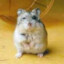 DerHamster