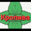 КРОПИВА