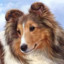 Sheltie963